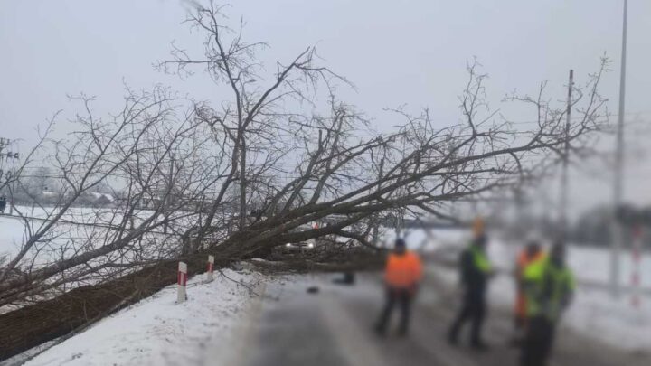Podczas wycinki drzewo spadło na przejazd kolejowy